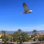 La primavera florece en Alhaurín de la Torre en el Día Mundial de la Poesía