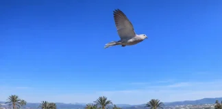 La primavera florece en Alhaurín de la Torre en el Día Mundial de la Poesía