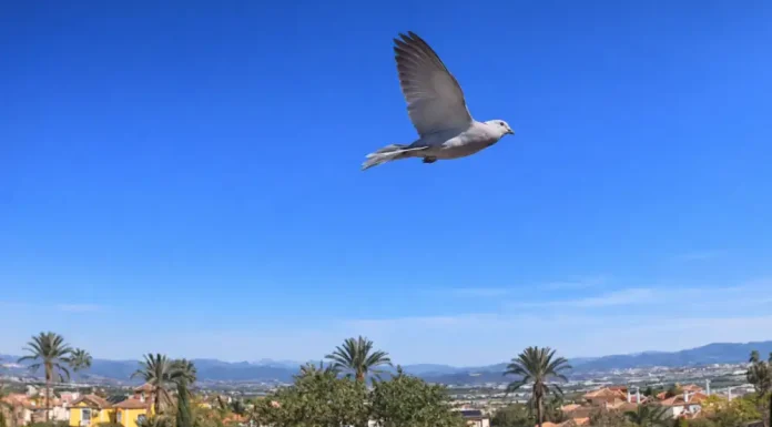 La primavera florece en Alhaurín de la Torre en el Día Mundial de la Poesía
