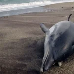 Varamientos y cuentos del mar de Alborán