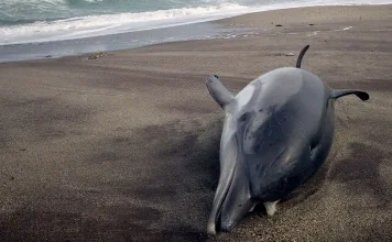 Varamientos y cuentos del mar de Alborán