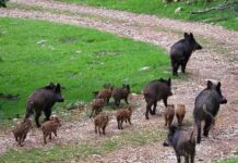 Publicada la oferta de permisos de caza en terrenos gestionados por la Junta para la temporada 2026-2027