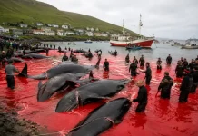 La caza de ballenas ya no tiene sentido en el siglo XXI caza de ballenas siglo xxi_07_19_2026