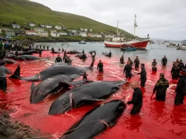 La caza de ballenas ya no tiene sentido en el siglo XXI caza de ballenas siglo xxi_07_19_2026
