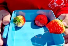 Casi 2.000 centros andaluces han recibido productos hortofrutícolas y leche en el curso 2025-2026 Fruta colegio