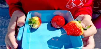 Casi 2.000 centros andaluces han recibido productos hortofrutícolas y leche en el curso 2025-2026 Fruta colegio