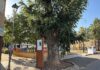 El Área de Medio Ambiente pone en valor el histórico nogal de la calle La Torre