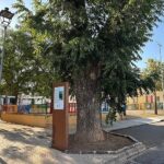 El Área de Medio Ambiente pone en valor el histórico nogal de la calle La Torre