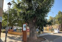 El Área de Medio Ambiente pone en valor el histórico nogal de la calle La Torre