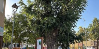 El Área de Medio Ambiente pone en valor el histórico nogal de la calle La Torre