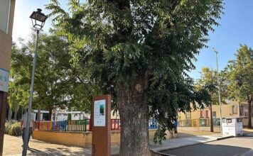 El Área de Medio Ambiente pone en valor el histórico nogal de la calle La Torre