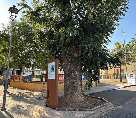 El Área de Medio Ambiente pone en valor el histórico nogal de la calle La Torre