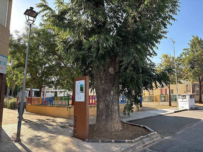 El Área de Medio Ambiente pone en valor el histórico nogal de la calle La Torre