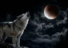 Sensaciones distópicas lobo luna eclipse