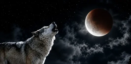lobo luna eclipse