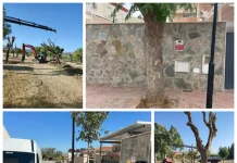 Los ejemplares, cuyas raíces habían provocado daños en aceras y pavimentos y afectado a elementos próximos a propiedades privadas, han sido trasladados al parque periurbano de San Joaquín y serán reemplazados por otras especies MÁS INFORMACIÓN: El Ayuntamiento de Alhaurín de la Torre ha llevado a cabo el trasplante de 19 ejemplares de jacaranda situados en la calle Mar Cantábrico, en el sector de Huerta Alta, debido a los problemas que el desarrollo de sus raíces estaba ocasionando tanto en la vía pública como en el entorno de algunas propiedades privadas. Las raíces de estos árboles habían provocado el levantamiento y deterioro de distintos tramos de acera y pavimento, generando situaciones de riesgo para los viandantes y registrándose incluso algunas caídas. Asimismo, su crecimiento estaba afectando o amenazando elementos próximos a los muros y propiedades privadas de la zona. La actuación responde a una demanda planteada por vecinos del entorno, que habían trasladado al Ayuntamiento su preocupación por esta situación y habían llegado incluso a contactar con organizaciones de consumidores para reclamar una solución. Los 19 ejemplares han sido sometidos a una poda técnica previa a su extracción y posterior traslado, y han sido replantados en el parque periurbano de San Joaquín, donde dispondrán de unas condiciones más adecuadas para su desarrollo y crecimiento. Esta actuación sigue la línea de otras intervenciones realizadas anteriormente en distintos puntos de este mismo sector de Huerta Alta, donde también se optó por trasladar ejemplares de arbolado que presentaban problemas por su ubicación y desarrollo radicular. En la calle Mar Cantábrico, los ejemplares trasplantados serán sustituidos por aligustres, una especie que presenta una mejor adaptación a las condiciones y características de las zonas urbanas y que permitirá compatibilizar la presencia de arbolado con el uso peatonal de las aceras y la conservación de las infraestructuras y propiedades colindantes. Desde el Ayuntamiento se destaca que la actuación responde al compromiso municipal con la conservación del arbolado y la búsqueda de soluciones que permitan preservar los ejemplares siempre que sea técnicamente posible, priorizando su trasplante a espacios donde puedan desarrollarse en mejores condiciones frente a otras alternativas. Los trabajos de extracción, poda, transporte y trasplante han sido ejecutados por el Área de Servicios Operativos que dirige Rodrigo Jiménez.