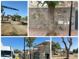 Los ejemplares, cuyas raíces habían provocado daños en aceras y pavimentos y afectado a elementos próximos a propiedades privadas, han sido trasladados al parque periurbano de San Joaquín y serán reemplazados por otras especies MÁS INFORMACIÓN: El Ayuntamiento de Alhaurín de la Torre ha llevado a cabo el trasplante de 19 ejemplares de jacaranda situados en la calle Mar Cantábrico, en el sector de Huerta Alta, debido a los problemas que el desarrollo de sus raíces estaba ocasionando tanto en la vía pública como en el entorno de algunas propiedades privadas. Las raíces de estos árboles habían provocado el levantamiento y deterioro de distintos tramos de acera y pavimento, generando situaciones de riesgo para los viandantes y registrándose incluso algunas caídas. Asimismo, su crecimiento estaba afectando o amenazando elementos próximos a los muros y propiedades privadas de la zona. La actuación responde a una demanda planteada por vecinos del entorno, que habían trasladado al Ayuntamiento su preocupación por esta situación y habían llegado incluso a contactar con organizaciones de consumidores para reclamar una solución. Los 19 ejemplares han sido sometidos a una poda técnica previa a su extracción y posterior traslado, y han sido replantados en el parque periurbano de San Joaquín, donde dispondrán de unas condiciones más adecuadas para su desarrollo y crecimiento. Esta actuación sigue la línea de otras intervenciones realizadas anteriormente en distintos puntos de este mismo sector de Huerta Alta, donde también se optó por trasladar ejemplares de arbolado que presentaban problemas por su ubicación y desarrollo radicular. En la calle Mar Cantábrico, los ejemplares trasplantados serán sustituidos por aligustres, una especie que presenta una mejor adaptación a las condiciones y características de las zonas urbanas y que permitirá compatibilizar la presencia de arbolado con el uso peatonal de las aceras y la conservación de las infraestructuras y propiedades colindantes. Desde el Ayuntamiento se destaca que la actuación responde al compromiso municipal con la conservación del arbolado y la búsqueda de soluciones que permitan preservar los ejemplares siempre que sea técnicamente posible, priorizando su trasplante a espacios donde puedan desarrollarse en mejores condiciones frente a otras alternativas. Los trabajos de extracción, poda, transporte y trasplante han sido ejecutados por el Área de Servicios Operativos que dirige Rodrigo Jiménez.