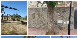 Los ejemplares, cuyas raíces habían provocado daños en aceras y pavimentos y afectado a elementos próximos a propiedades privadas, han sido trasladados al parque periurbano de San Joaquín y serán reemplazados por otras especies MÁS INFORMACIÓN: El Ayuntamiento de Alhaurín de la Torre ha llevado a cabo el trasplante de 19 ejemplares de jacaranda situados en la calle Mar Cantábrico, en el sector de Huerta Alta, debido a los problemas que el desarrollo de sus raíces estaba ocasionando tanto en la vía pública como en el entorno de algunas propiedades privadas. Las raíces de estos árboles habían provocado el levantamiento y deterioro de distintos tramos de acera y pavimento, generando situaciones de riesgo para los viandantes y registrándose incluso algunas caídas. Asimismo, su crecimiento estaba afectando o amenazando elementos próximos a los muros y propiedades privadas de la zona. La actuación responde a una demanda planteada por vecinos del entorno, que habían trasladado al Ayuntamiento su preocupación por esta situación y habían llegado incluso a contactar con organizaciones de consumidores para reclamar una solución. Los 19 ejemplares han sido sometidos a una poda técnica previa a su extracción y posterior traslado, y han sido replantados en el parque periurbano de San Joaquín, donde dispondrán de unas condiciones más adecuadas para su desarrollo y crecimiento. Esta actuación sigue la línea de otras intervenciones realizadas anteriormente en distintos puntos de este mismo sector de Huerta Alta, donde también se optó por trasladar ejemplares de arbolado que presentaban problemas por su ubicación y desarrollo radicular. En la calle Mar Cantábrico, los ejemplares trasplantados serán sustituidos por aligustres, una especie que presenta una mejor adaptación a las condiciones y características de las zonas urbanas y que permitirá compatibilizar la presencia de arbolado con el uso peatonal de las aceras y la conservación de las infraestructuras y propiedades colindantes. Desde el Ayuntamiento se destaca que la actuación responde al compromiso municipal con la conservación del arbolado y la búsqueda de soluciones que permitan preservar los ejemplares siempre que sea técnicamente posible, priorizando su trasplante a espacios donde puedan desarrollarse en mejores condiciones frente a otras alternativas. Los trabajos de extracción, poda, transporte y trasplante han sido ejecutados por el Área de Servicios Operativos que dirige Rodrigo Jiménez.