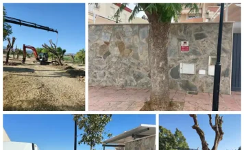 Los ejemplares, cuyas raíces habían provocado daños en aceras y pavimentos y afectado a elementos próximos a propiedades privadas, han sido trasladados al parque periurbano de San Joaquín y serán reemplazados por otras especies MÁS INFORMACIÓN: El Ayuntamiento de Alhaurín de la Torre ha llevado a cabo el trasplante de 19 ejemplares de jacaranda situados en la calle Mar Cantábrico, en el sector de Huerta Alta, debido a los problemas que el desarrollo de sus raíces estaba ocasionando tanto en la vía pública como en el entorno de algunas propiedades privadas. Las raíces de estos árboles habían provocado el levantamiento y deterioro de distintos tramos de acera y pavimento, generando situaciones de riesgo para los viandantes y registrándose incluso algunas caídas. Asimismo, su crecimiento estaba afectando o amenazando elementos próximos a los muros y propiedades privadas de la zona. La actuación responde a una demanda planteada por vecinos del entorno, que habían trasladado al Ayuntamiento su preocupación por esta situación y habían llegado incluso a contactar con organizaciones de consumidores para reclamar una solución. Los 19 ejemplares han sido sometidos a una poda técnica previa a su extracción y posterior traslado, y han sido replantados en el parque periurbano de San Joaquín, donde dispondrán de unas condiciones más adecuadas para su desarrollo y crecimiento. Esta actuación sigue la línea de otras intervenciones realizadas anteriormente en distintos puntos de este mismo sector de Huerta Alta, donde también se optó por trasladar ejemplares de arbolado que presentaban problemas por su ubicación y desarrollo radicular. En la calle Mar Cantábrico, los ejemplares trasplantados serán sustituidos por aligustres, una especie que presenta una mejor adaptación a las condiciones y características de las zonas urbanas y que permitirá compatibilizar la presencia de arbolado con el uso peatonal de las aceras y la conservación de las infraestructuras y propiedades colindantes. Desde el Ayuntamiento se destaca que la actuación responde al compromiso municipal con la conservación del arbolado y la búsqueda de soluciones que permitan preservar los ejemplares siempre que sea técnicamente posible, priorizando su trasplante a espacios donde puedan desarrollarse en mejores condiciones frente a otras alternativas. Los trabajos de extracción, poda, transporte y trasplante han sido ejecutados por el Área de Servicios Operativos que dirige Rodrigo Jiménez.