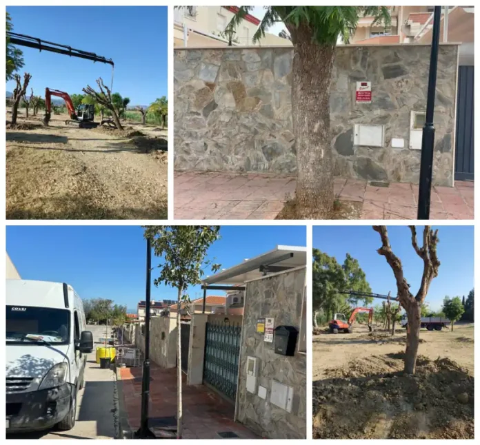 El Ayuntamiento trasplanta 19 jacarandas de la calle Mar Cantábrico para garantizar la seguridad y preservar el arbolado Los ejemplares, cuyas raíces habían provocado daños en aceras y pavimentos y afectado a elementos próximos a propiedades privadas, han sido trasladados al parque periurbano de San Joaquín y serán reemplazados por otras especies MÁS INFORMACIÓN: El Ayuntamiento de Alhaurín de la Torre ha llevado a cabo el trasplante de 19 ejemplares de jacaranda situados en la calle Mar Cantábrico, en el sector de Huerta Alta, debido a los problemas que el desarrollo de sus raíces estaba ocasionando tanto en la vía pública como en el entorno de algunas propiedades privadas. Las raíces de estos árboles habían provocado el levantamiento y deterioro de distintos tramos de acera y pavimento, generando situaciones de riesgo para los viandantes y registrándose incluso algunas caídas. Asimismo, su crecimiento estaba afectando o amenazando elementos próximos a los muros y propiedades privadas de la zona. La actuación responde a una demanda planteada por vecinos del entorno, que habían trasladado al Ayuntamiento su preocupación por esta situación y habían llegado incluso a contactar con organizaciones de consumidores para reclamar una solución. Los 19 ejemplares han sido sometidos a una poda técnica previa a su extracción y posterior traslado, y han sido replantados en el parque periurbano de San Joaquín, donde dispondrán de unas condiciones más adecuadas para su desarrollo y crecimiento. Esta actuación sigue la línea de otras intervenciones realizadas anteriormente en distintos puntos de este mismo sector de Huerta Alta, donde también se optó por trasladar ejemplares de arbolado que presentaban problemas por su ubicación y desarrollo radicular. En la calle Mar Cantábrico, los ejemplares trasplantados serán sustituidos por aligustres, una especie que presenta una mejor adaptación a las condiciones y características de las zonas urbanas y que permitirá compatibilizar la presencia de arbolado con el uso peatonal de las aceras y la conservación de las infraestructuras y propiedades colindantes. Desde el Ayuntamiento se destaca que la actuación responde al compromiso municipal con la conservación del arbolado y la búsqueda de soluciones que permitan preservar los ejemplares siempre que sea técnicamente posible, priorizando su trasplante a espacios donde puedan desarrollarse en mejores condiciones frente a otras alternativas. Los trabajos de extracción, poda, transporte y trasplante han sido ejecutados por el Área de Servicios Operativos que dirige Rodrigo Jiménez.