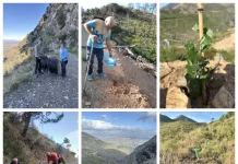Repoblación forestal en Jarapalos: 300 árboles resisten el verano