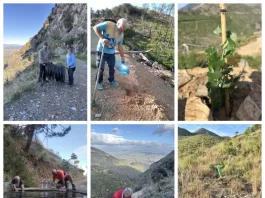 Repoblación forestal en Jarapalos: 300 árboles resisten el verano Repoblación forestal en Jarapalos: 300 árboles resisten el verano