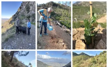 Repoblación forestal en Jarapalos: 300 árboles resisten el verano Repoblación forestal en Jarapalos: 300 árboles resisten el verano