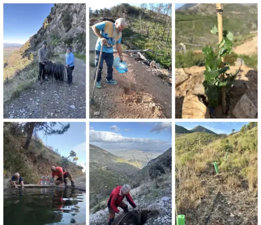 Repoblación forestal en Jarapalos: 300 árboles resisten el verano