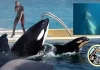 Los maestros que quieren salvar a las orcas