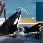 Los maestros que quieren salvar a las orcas Los maestros que quieren salvar a las orcas
