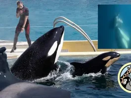 Los maestros que quieren salvar a las orcas Los maestros que quieren salvar a las orcas