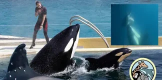 Los maestros que quieren salvar a las orcas Los maestros que quieren salvar a las orcas