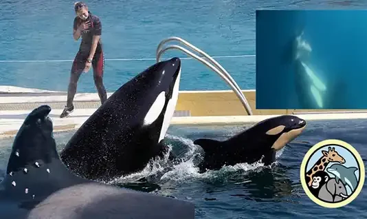 Los maestros que quieren salvar a las orcas