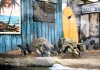 Los Pingüinos Azules, los más pequeños del mundo, llegan a Sea Life Benalmádena Los Pingüinos Azules, los más pequeños del mundo, llegan a Sea Life Benalmádena