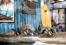 Los Pingüinos Azules, los más pequeños del mundo, llegan a Sea Life Benalmádena