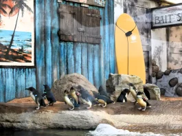 Los Pingüinos Azules, los más pequeños del mundo, llegan a Sea Life Benalmádena