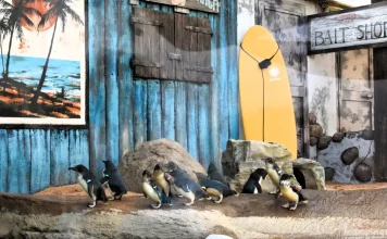 Los Pingüinos Azules, los más pequeños del mundo, llegan a Sea Life Benalmádena