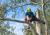 Trepar un árbol con seguridad se aprende: la formación especializada de Poda Profesional recorre España Seguridad arbol alturas