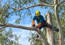 Seguridad arbol alturas
